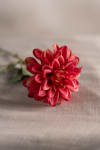 Zinnia