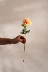 Zinnia