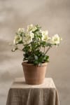 Helleborus i kruka