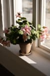 Petunia