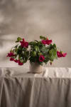 Petunia