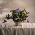 Petunia