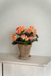 Begonia