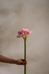 Amaryllis