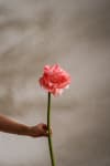 Amaryllis