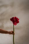 Amaryllis