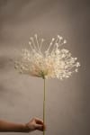 Allium