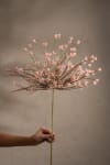 Allium