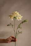 Blomsterkörvel
