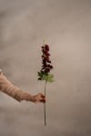 Delphinium