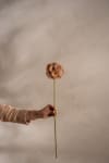 Scabiosa