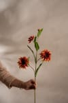 Rudbeckia