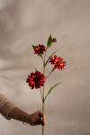Rudbeckia