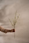 Calluna