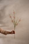 Calluna