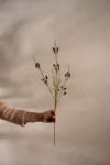 Calluna