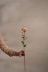 Chrysanthemum