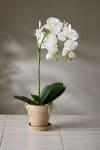 Phalaenopsis