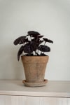 Peperomia