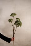 Angelica
