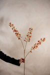 Blomkvist