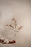Ruscus