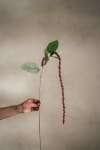 Amaranthus