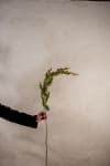 Amaranthus