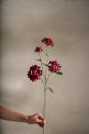 Hortensia
