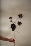 Hortensia