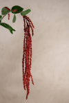 Amaranthus