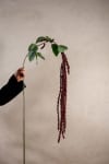 Amaranthus