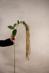 Amaranthus