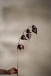 Physalis