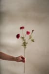 Tagetes
