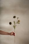 Tagetes