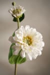 Zinnia