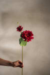 Zinnia