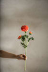 Chrysanthemum