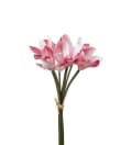 Cymbidium bunt