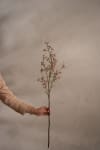 Gypsophila