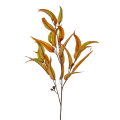 Eucalyptus