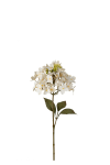 Hortensia