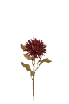 Chrysanthemum
