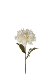 Dahlia