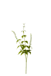 Lavendel