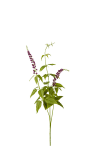 Lavendel