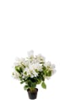 Bougainvillea