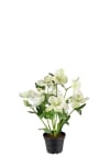 Helleborus i kruka