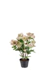 Helleborus i kruka